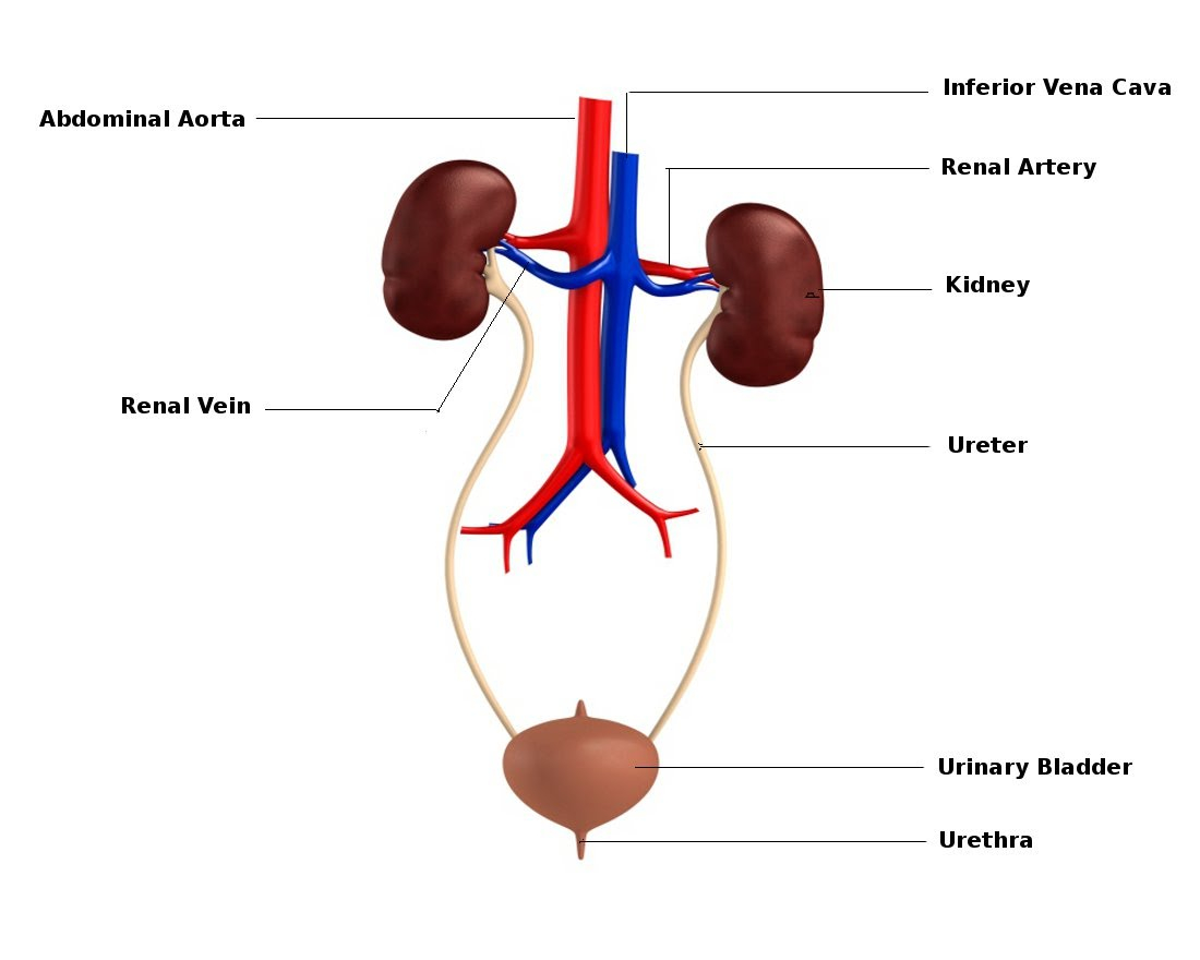 Urinary System Diagram Urinary System 2nd Period Group 7 Tennis