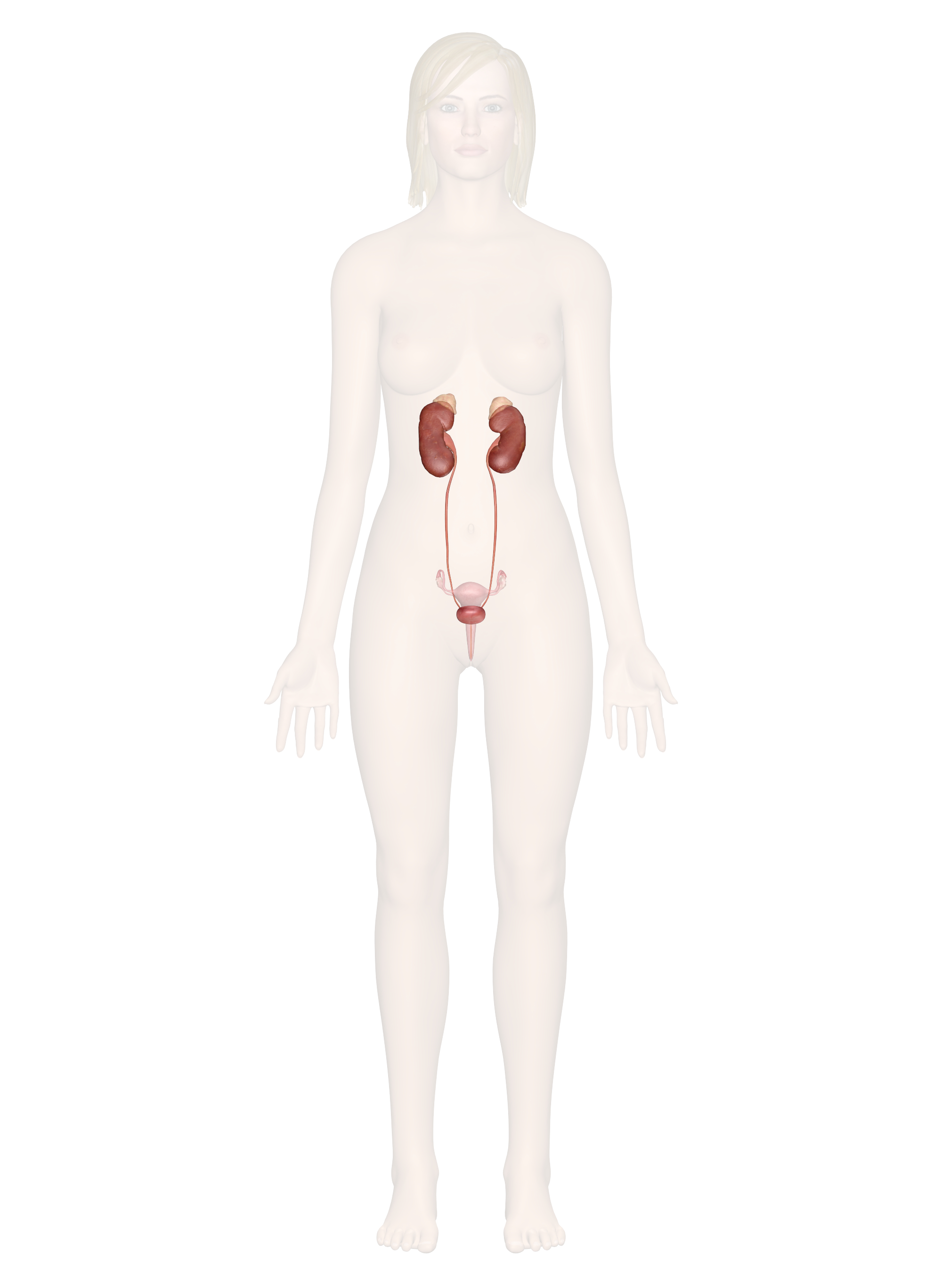 Urinary System Diagram Urinary System Anatomy And Physiology With Interactive Pictures