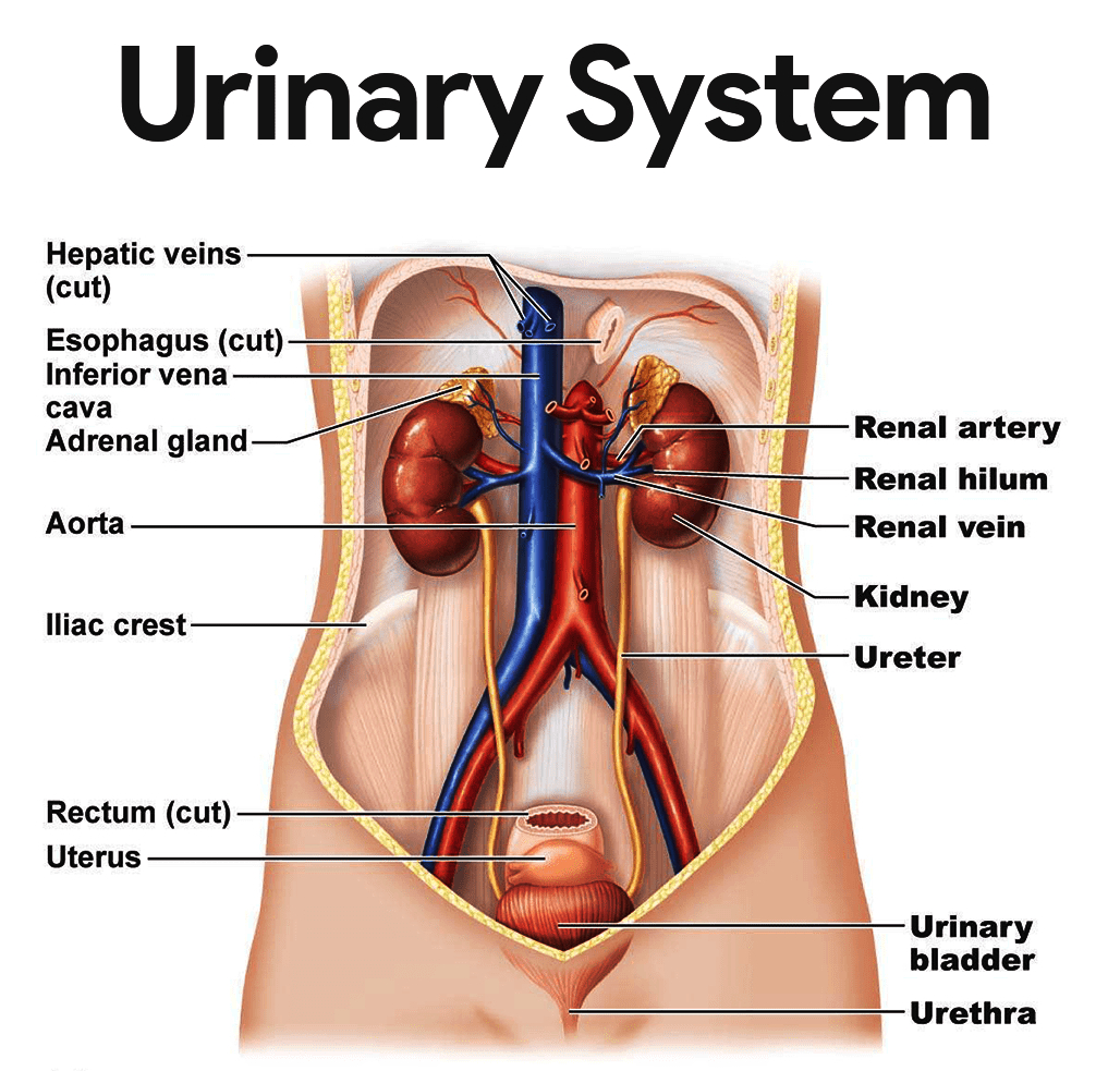 Urinary System Diagram Urinary System Diagram Quizlet