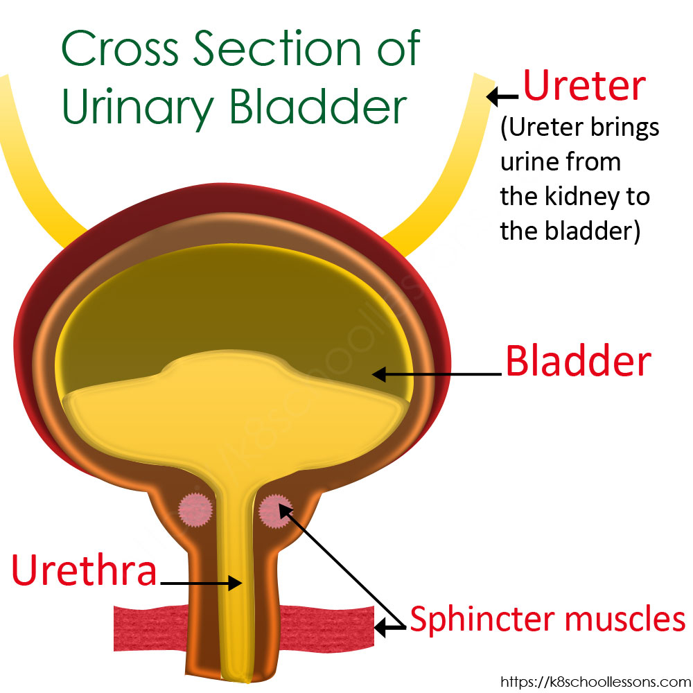 Urinary System Diagram Urinary System For Kids Human Urinary System Human Body Facts