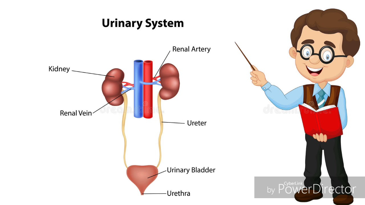 Urinary System Diagram Urinary System Full Topic Explain In Hindiurdu