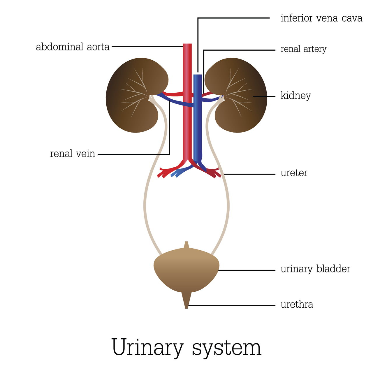 Urinary System Diagram Urinary System Functions