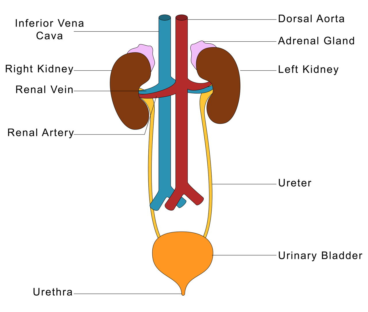 Urinary System Diagram Urinary System Organs