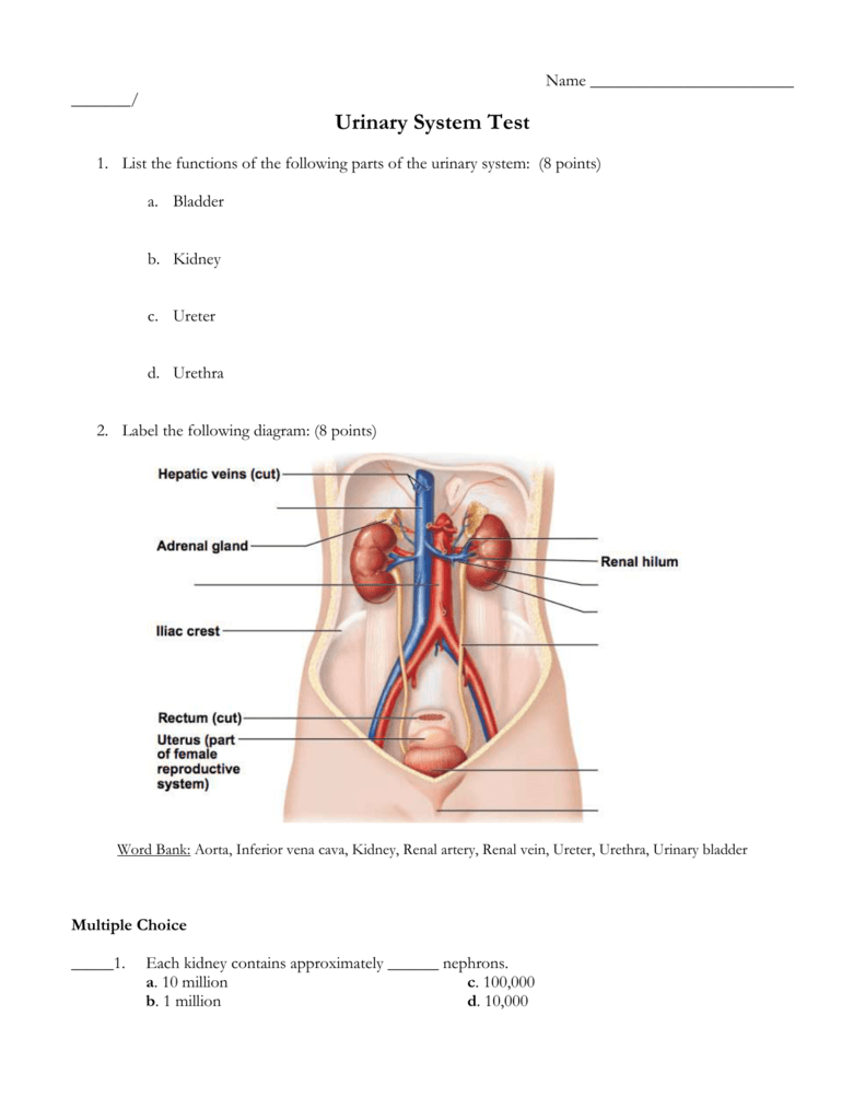 Urinary System Diagram Urinary System Test