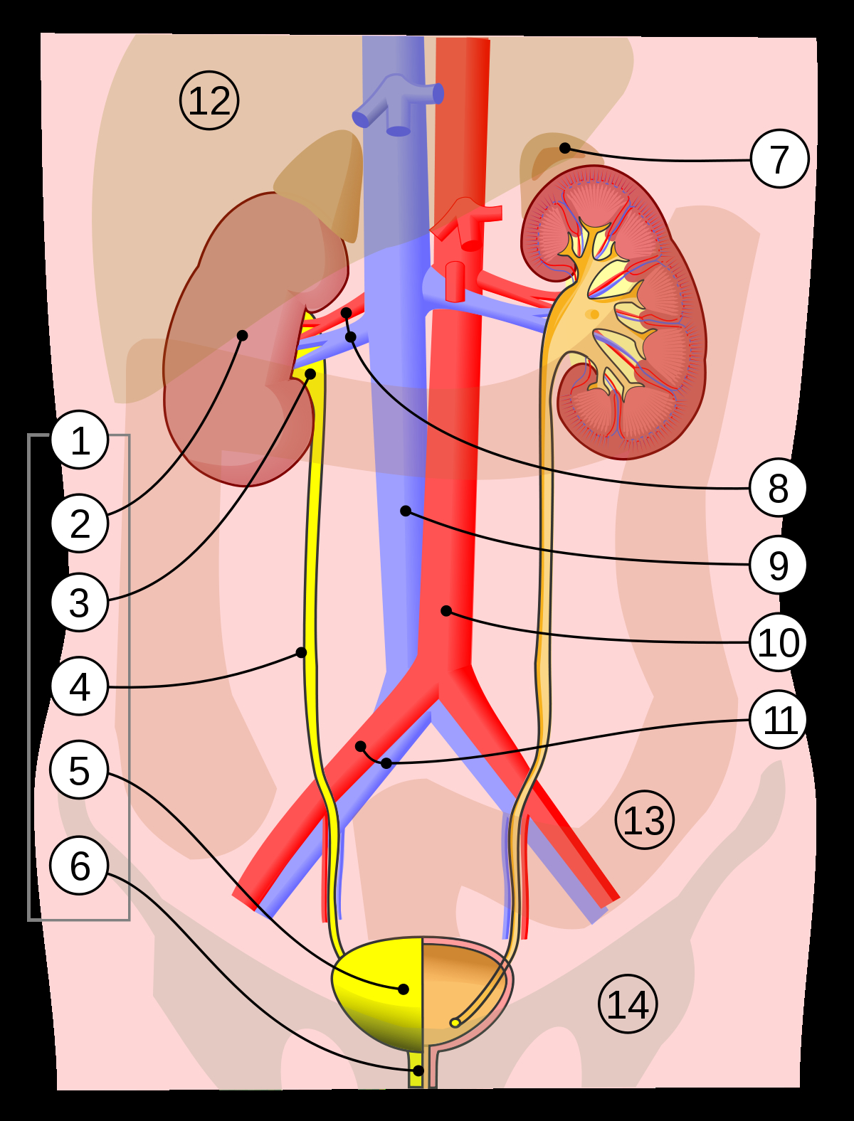Urinary System Diagram Urinary System Wikipedia