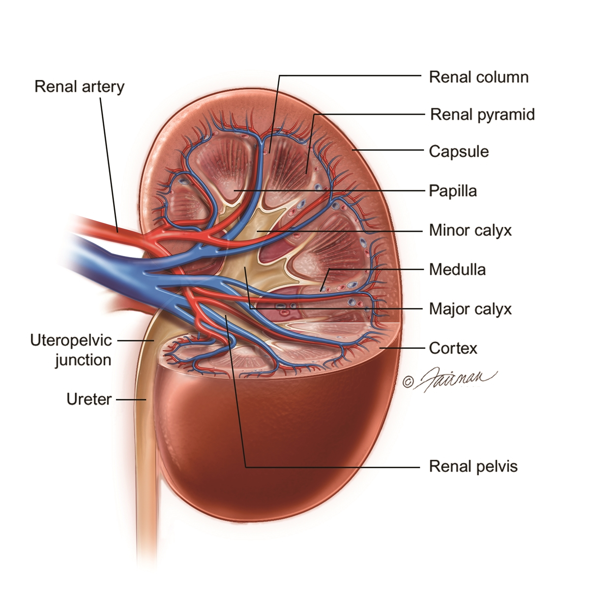 Urinary System Diagram What Is Upper Urinary Tract Cancer Urology Care Foundation