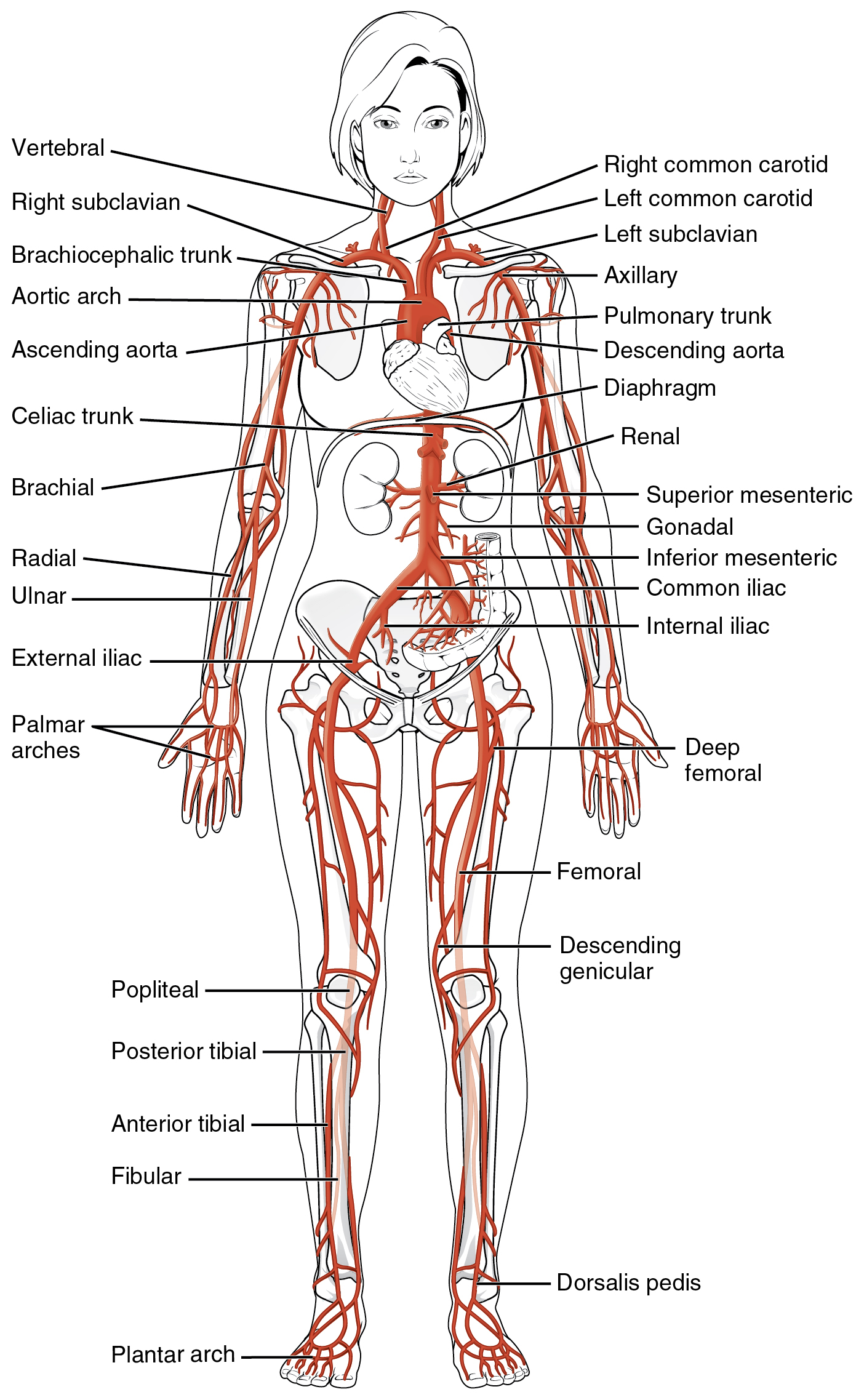 Veins And Arteries Diagram 205 Circulatory Pathways Anatomy And Physiology