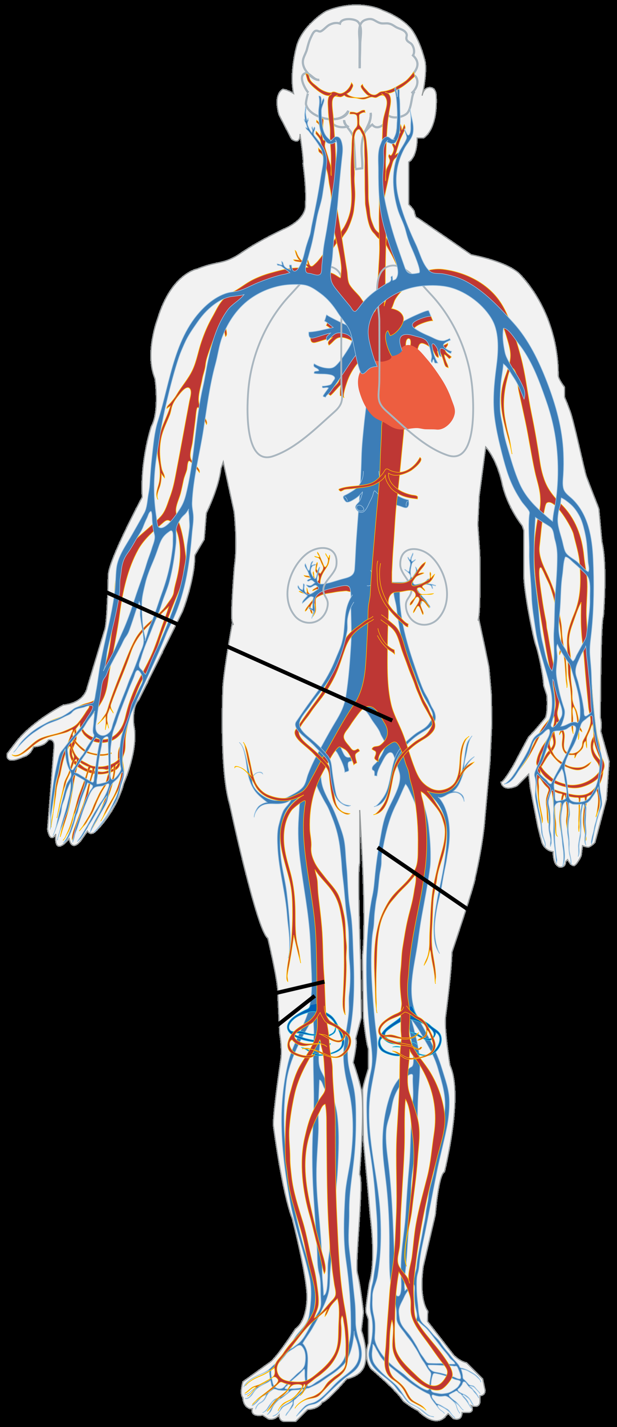 Veins And Arteries Diagram About Vascular Tissue Donating Veins And Arteries Aatb