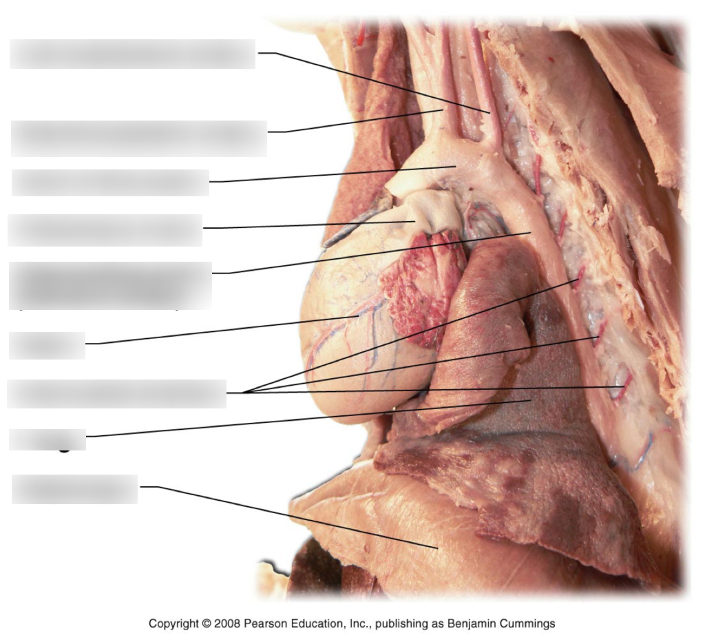 Veins And Arteries Diagram Ap Cat Veins And Arteries Diagram Quizlet