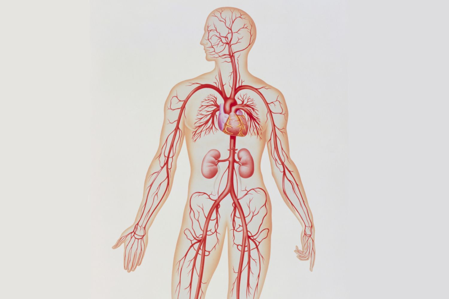 Veins And Arteries Diagram Artery Structure Function And Disease