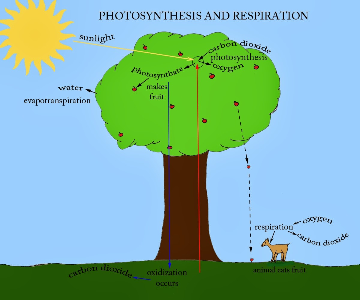 Venn Diagram Of Photosynthesis And Cellular Respiration 5th Grade Science Sge