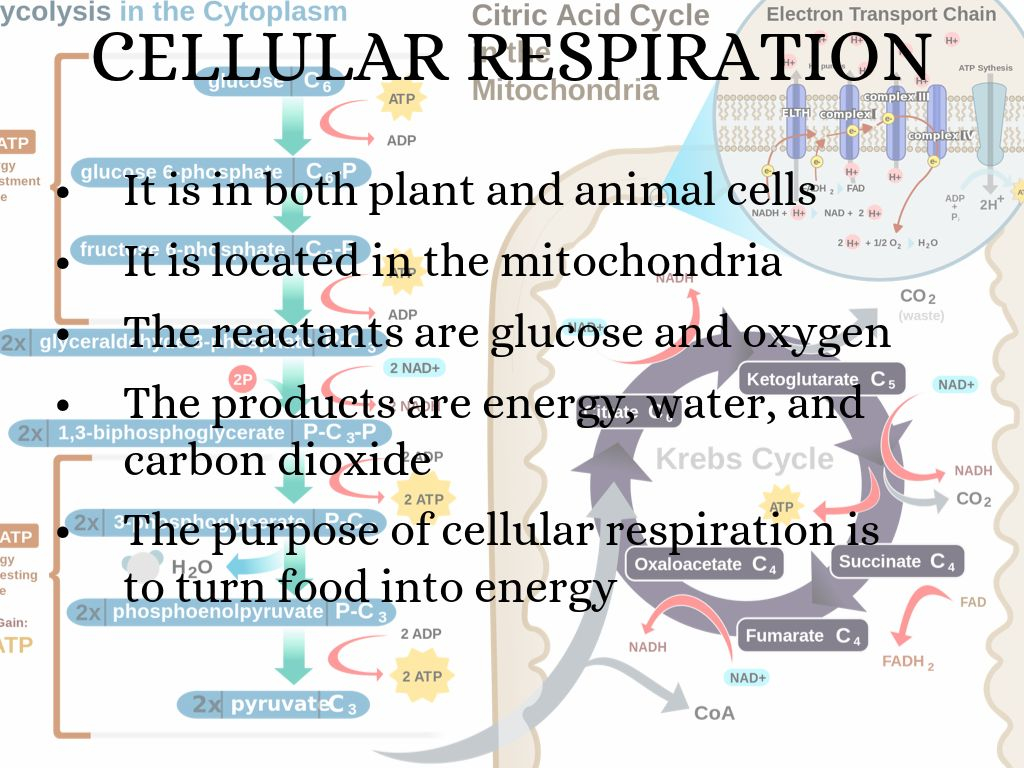 Venn Diagram Of Photosynthesis And Cellular Respiration Photosynthesis Cellular Respiration And Fermentation