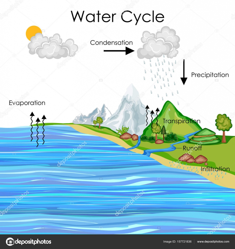 Water Cycle Diagram Education Chart Of Water Cycle Diagram Stock Vector Vecton
