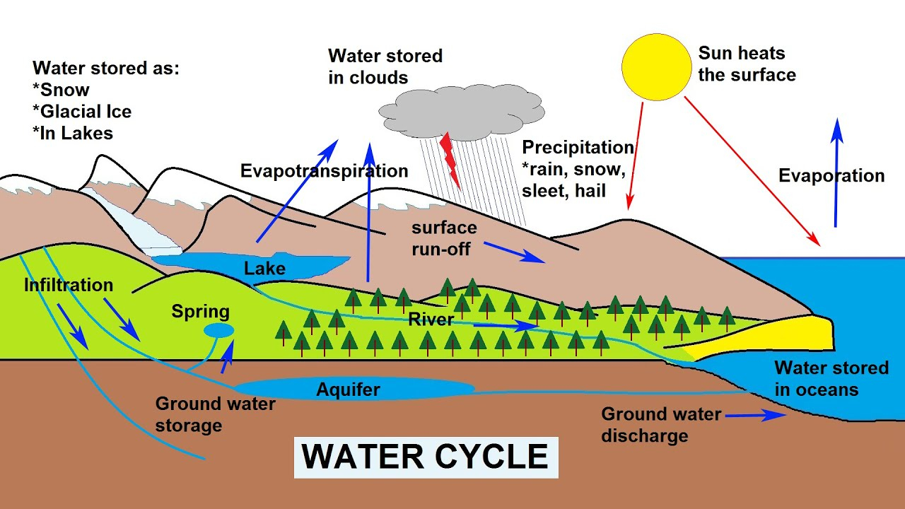 Water Cycle Diagram The Water Cycle Explained