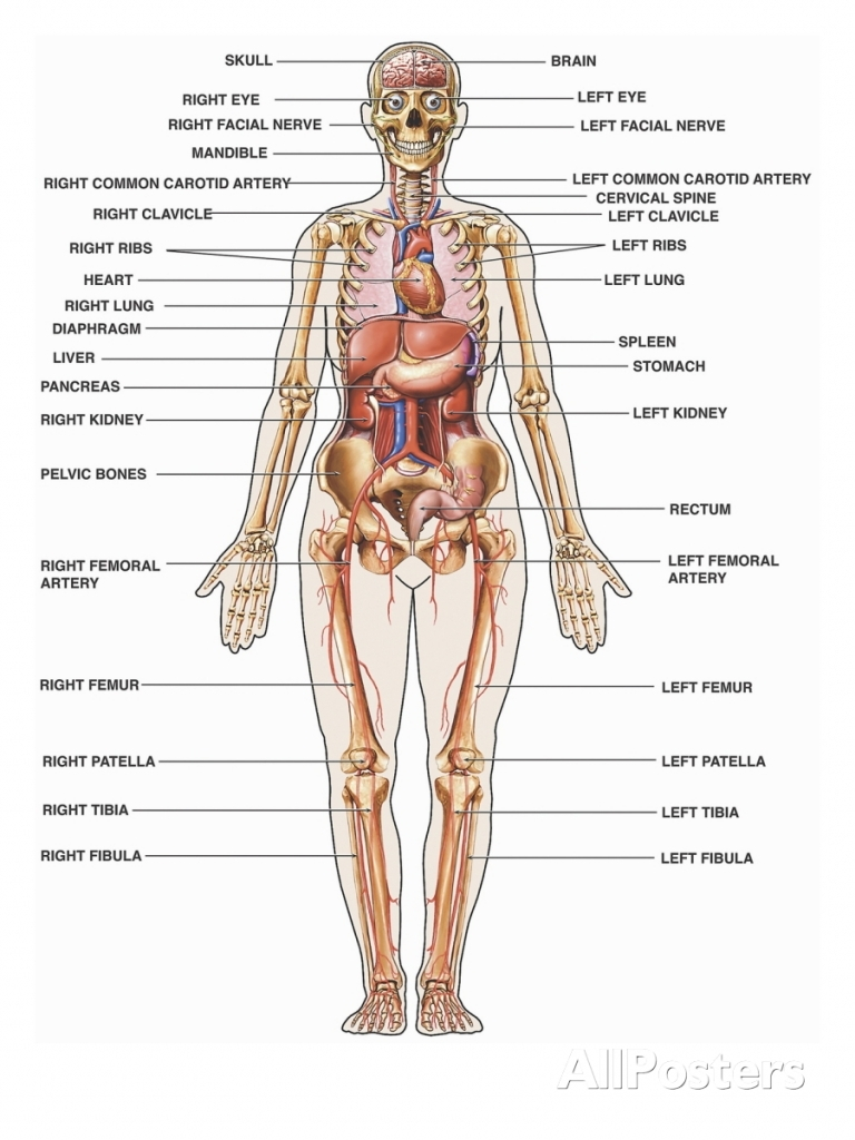 Woman Body Diagram A Womans Body Diagram Wiring Diagram Article