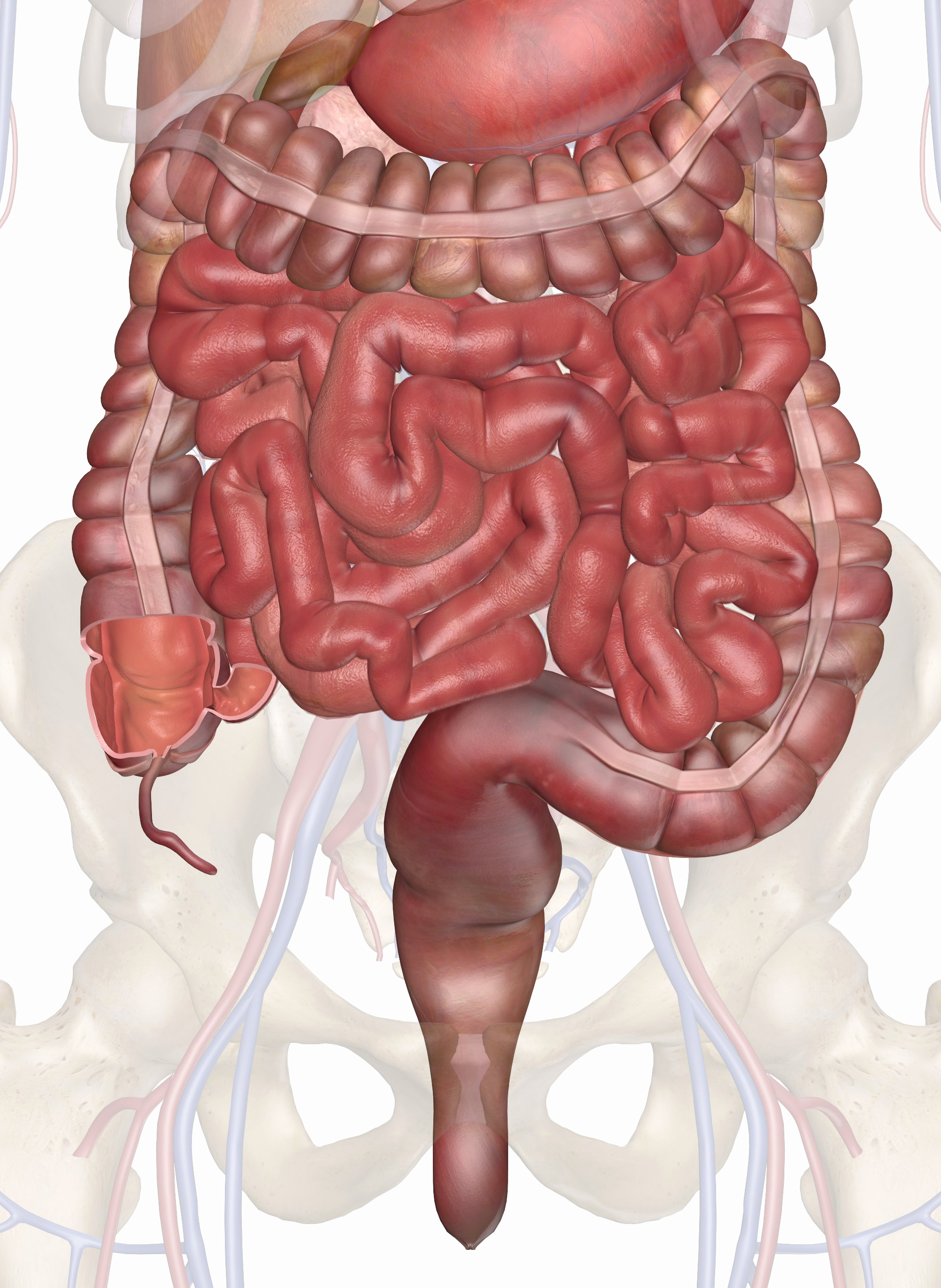 Woman Body Diagram Body Diagram Of Organs Female Inspirational Body Internal Parts A