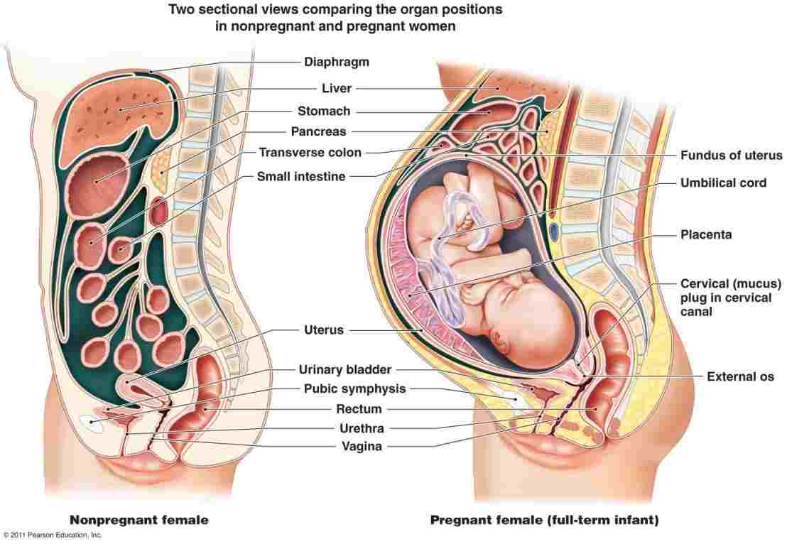 Woman Body Diagram Diagram Pregnant Woman Organs Diagram Of Anatomy