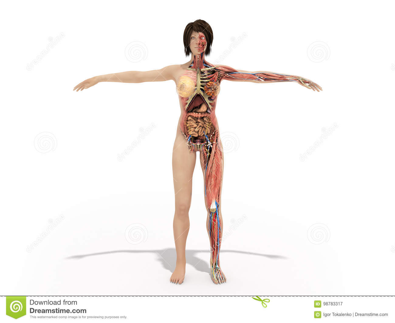 Woman Body Diagram Female Anatomy Diagram Lovely Human Body Textbook Know Human Anatomy