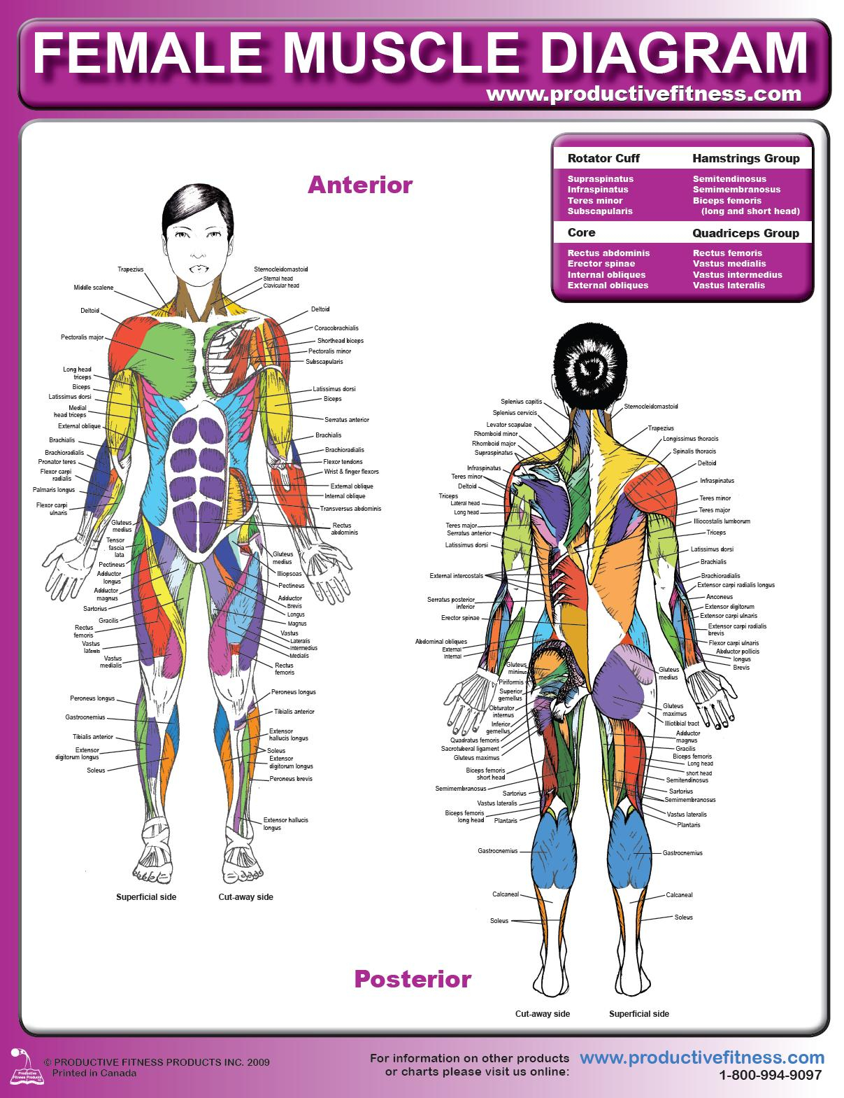 Woman Body Diagram Female Muscle Diagram And Definitions Jackis Blog