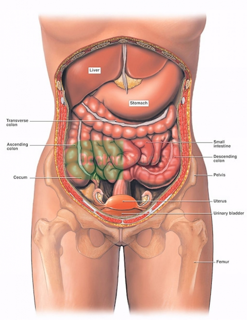 Woman Body Diagram Human Anatomy Womans Body