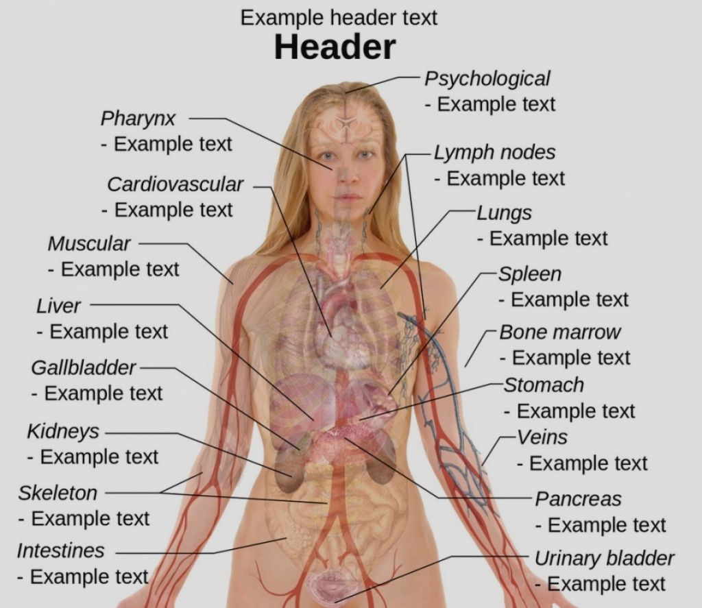 Woman Body Diagram Human Body Anatomy Female