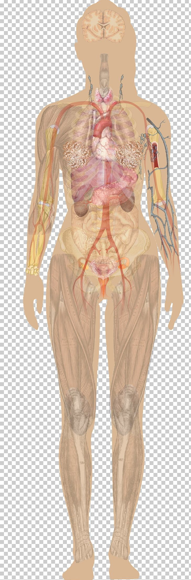 Woman Body Diagram Human Body Anatomy Organ Diagram Woman Png Clipart Abdomen