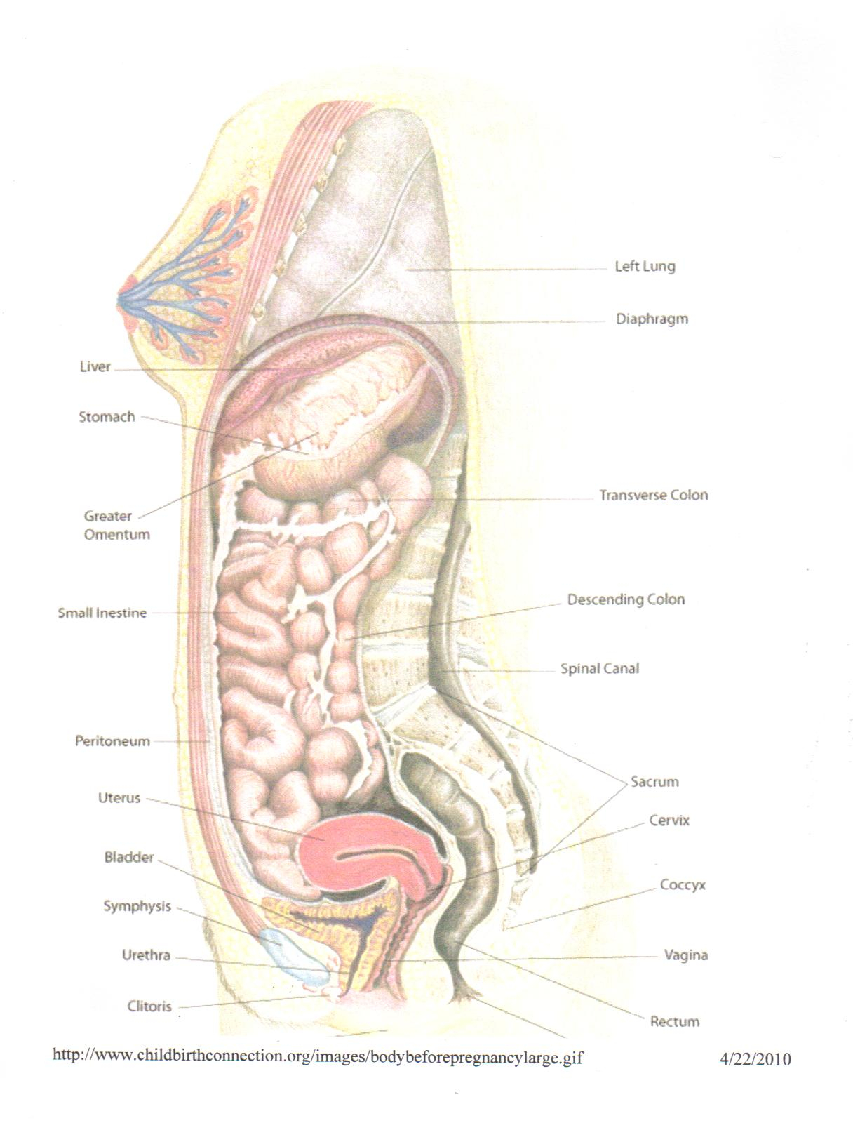 Woman Body Diagram Human Body Diagram Pregnant Woman Wiring Diagrams Home
