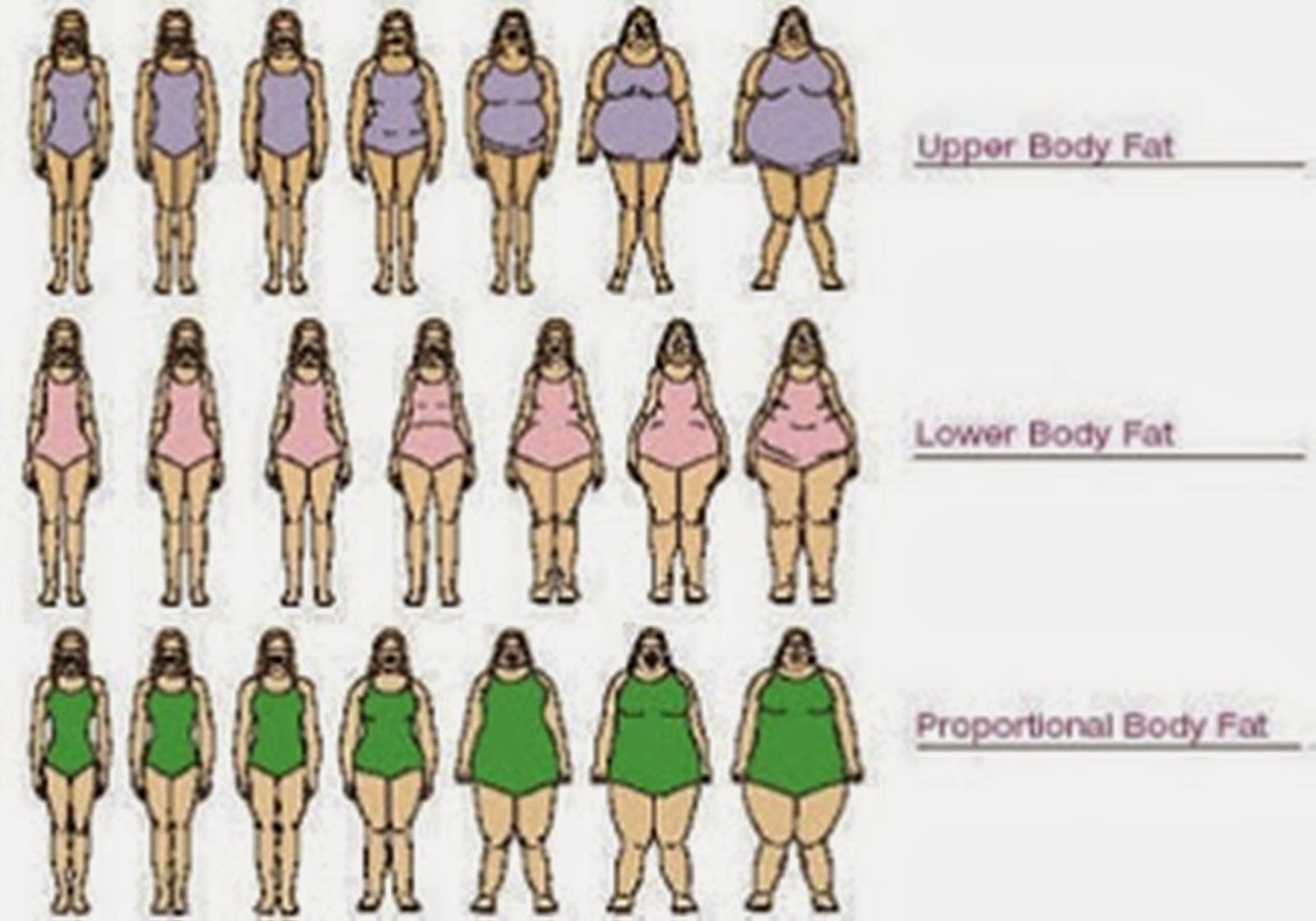Woman Body Diagram I Love Fun Female Body Type Chart