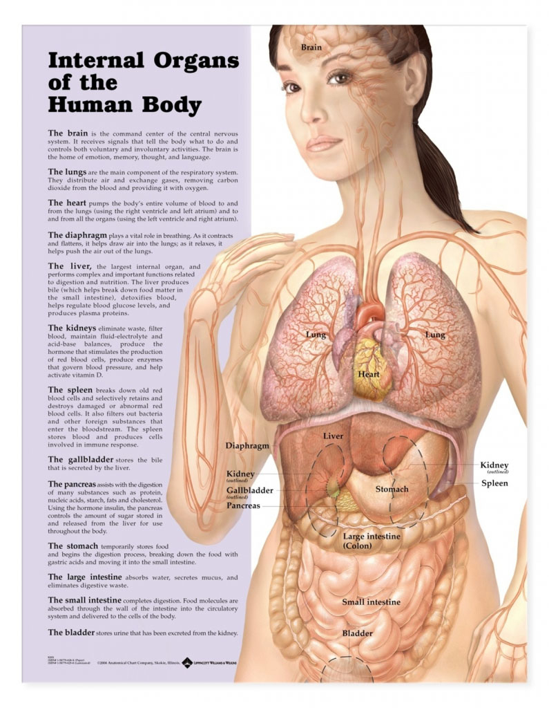 Woman Body Diagram Internal Organ Anatomy And Function Of Woman Body