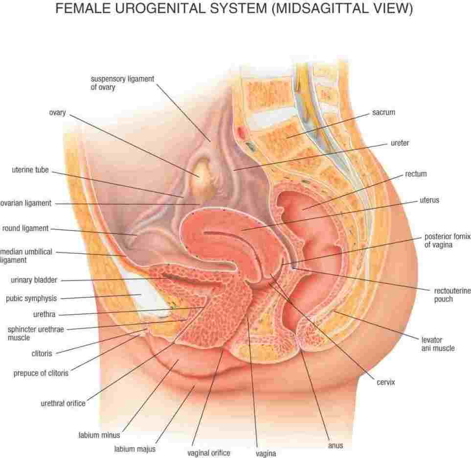 Woman Body Diagram Pic Of Woman Body Diagram Unlabeled Diagram Of Anatomy