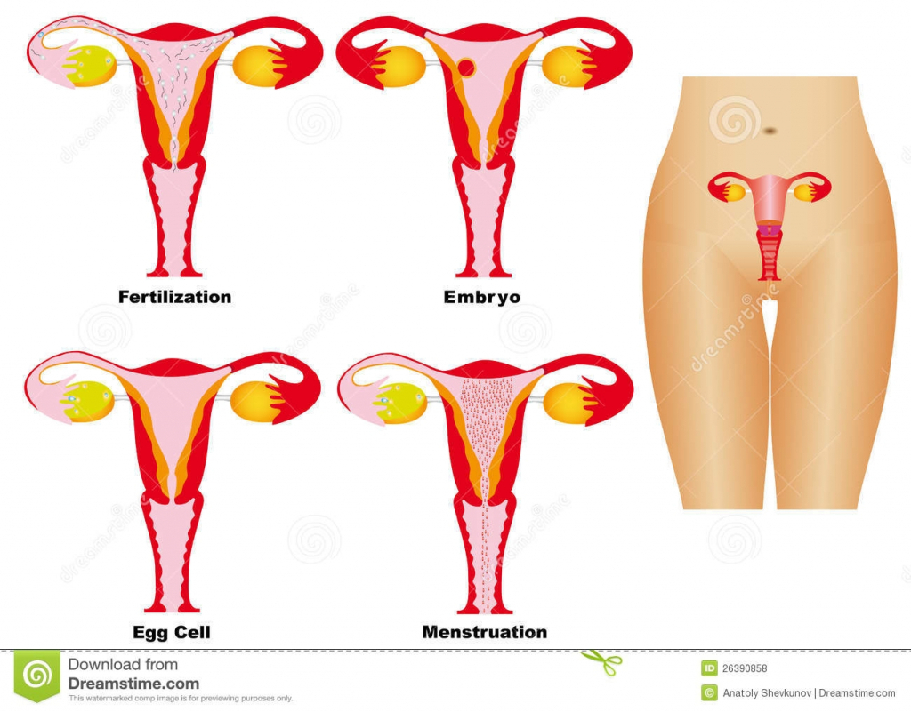 Woman Body Diagram Pregnant Woman Body Diagram 24h Schemes