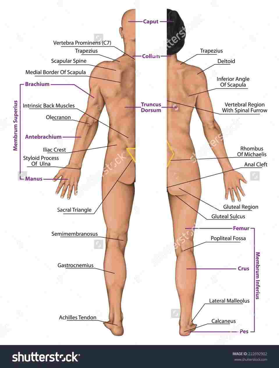 Woman Body Diagram Woman Body Bones In Human Body Diagram System
