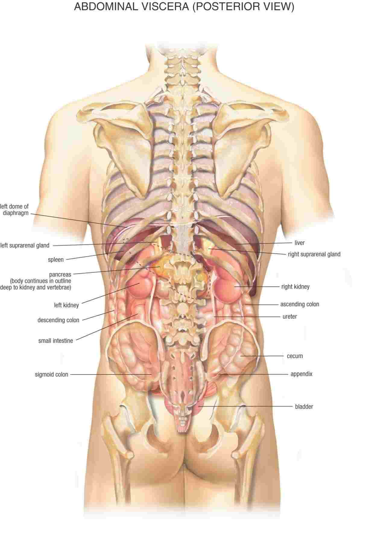 Woman Body Diagram Women Human Body Stacture Diagram Of Anatomy