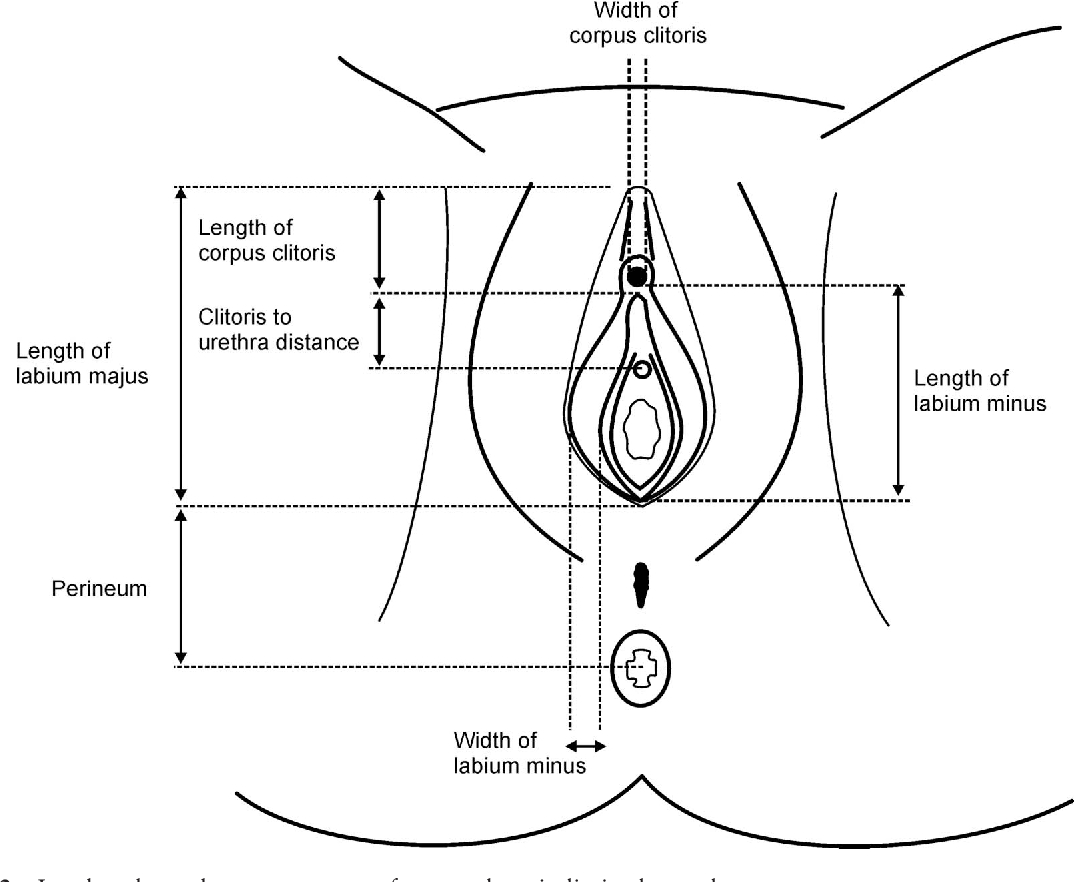 Women's Genitalia Diagram Characteristics Of External Genitalia In Pre And Postmenopausal