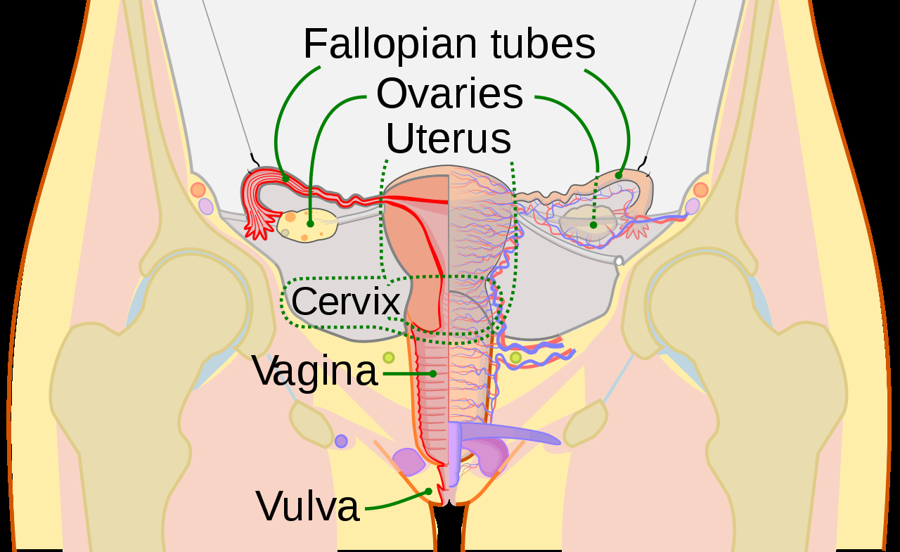 Women's Genitalia Diagram Filescheme Female Reproductive System Ensvg Wikipedia