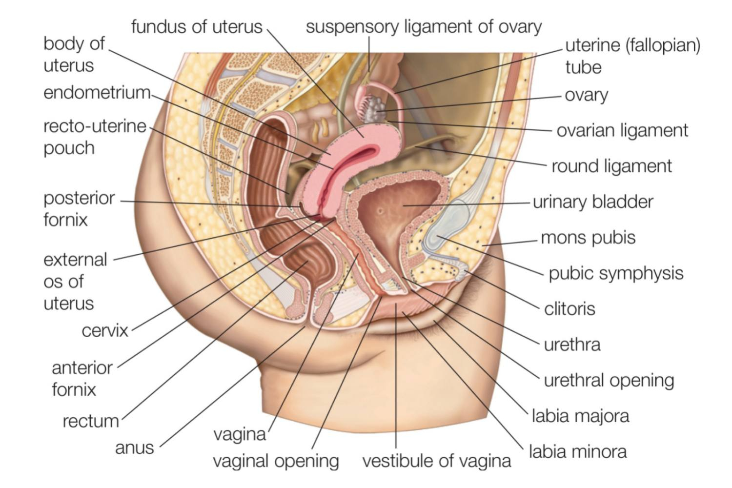 Women's Genitalia Diagram Male And Female Reproductive System Organs
