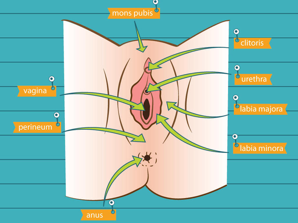 Women's Genitalia Diagram Pelvic Floor Get To Know Your Bits Bacentre Uk