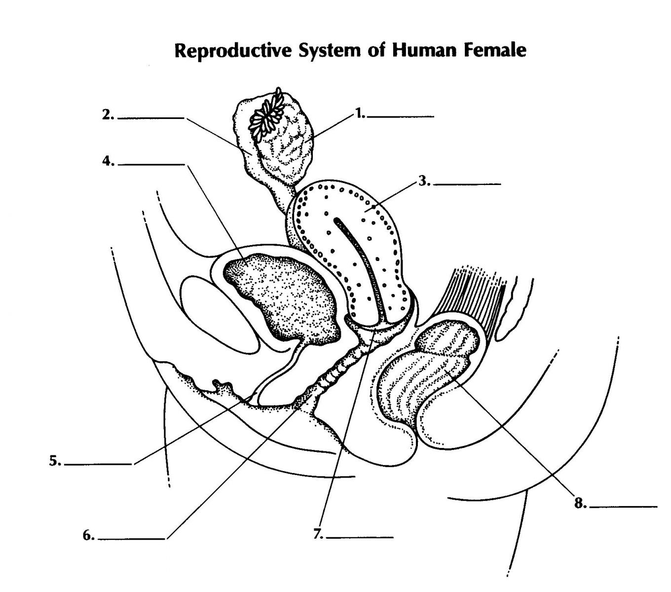 Women's Genitalia Diagram Reproductive System Of Female Proprofs Quiz
