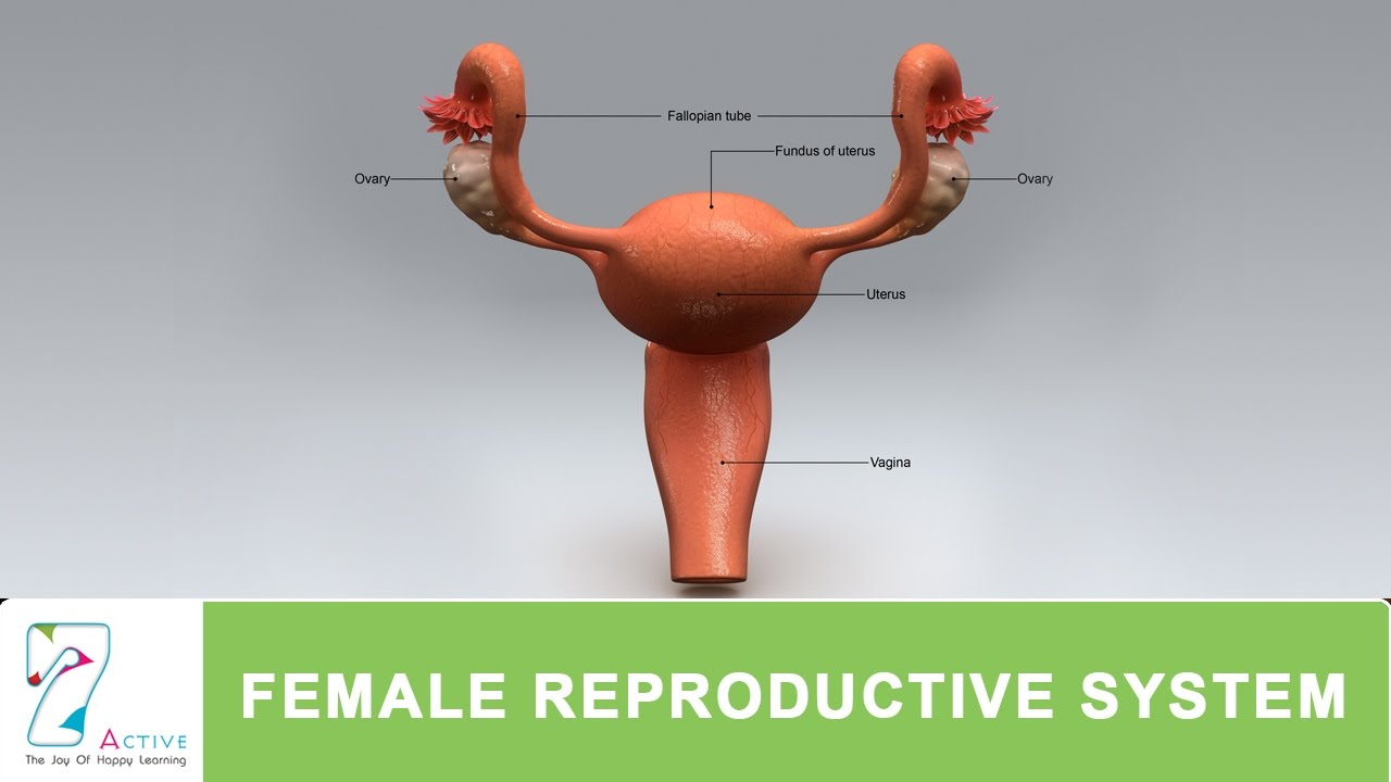 Women's Genitalia Diagram The Female Reproductive System Of Human