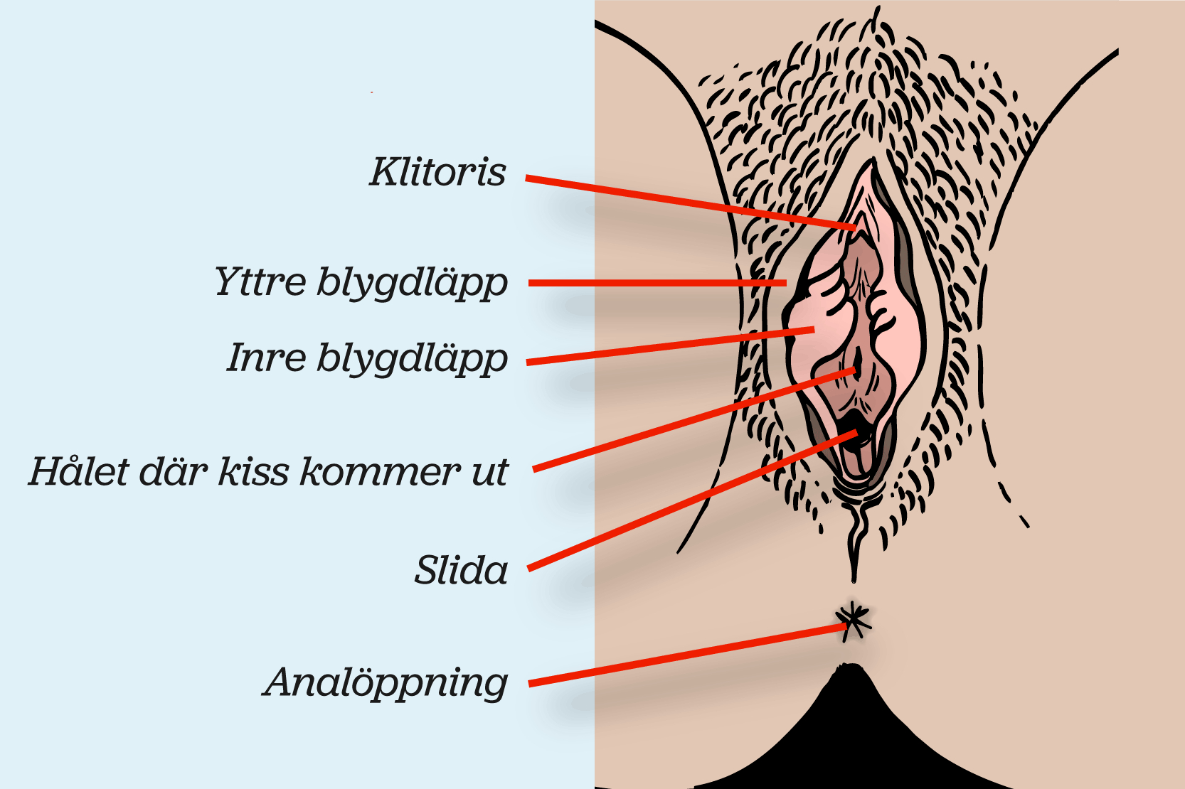 Women's Genitalia Diagram The Vulva And Vagina Youmo
