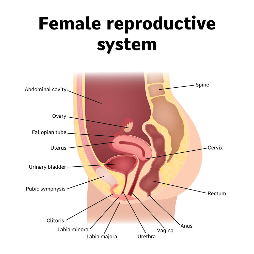 Women's Genitalia Diagram Theres One Anatomy Fact That Almost No Man Seems To Know Iflscience