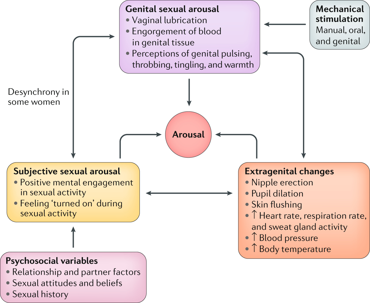 Women's Genitalia Diagram Understanding Sexual Arousal And Subjectivegenital Arousal