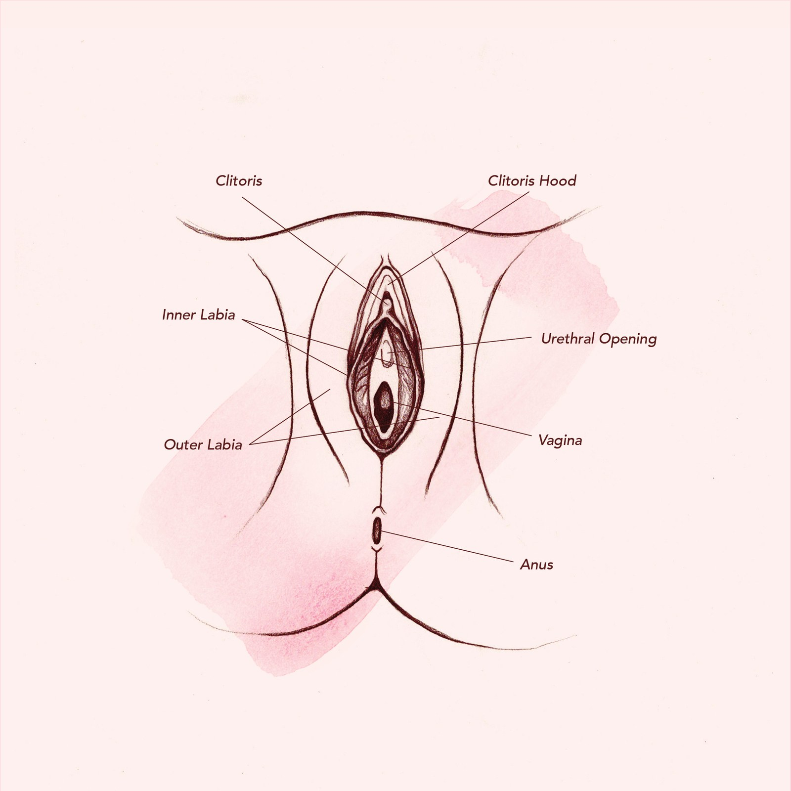 Women's Genitalia Diagram Vagina Diagram Anatomy Everything You Need To Know Teen Vogue