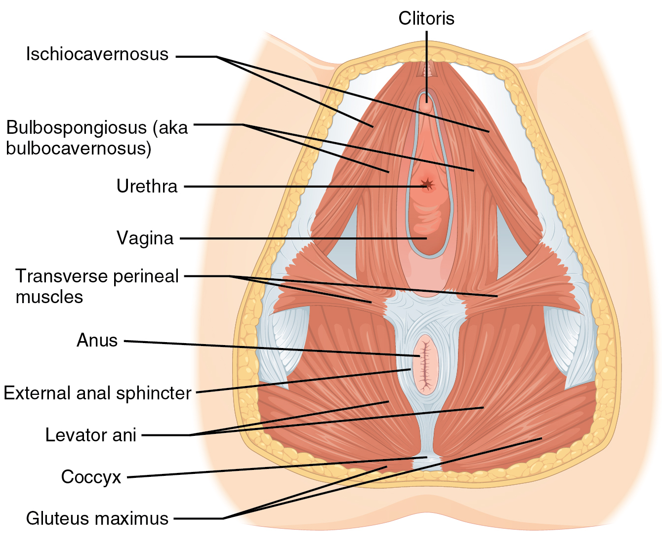 Women's Genitalia Diagram Vaginal Support Structures Wikipedia