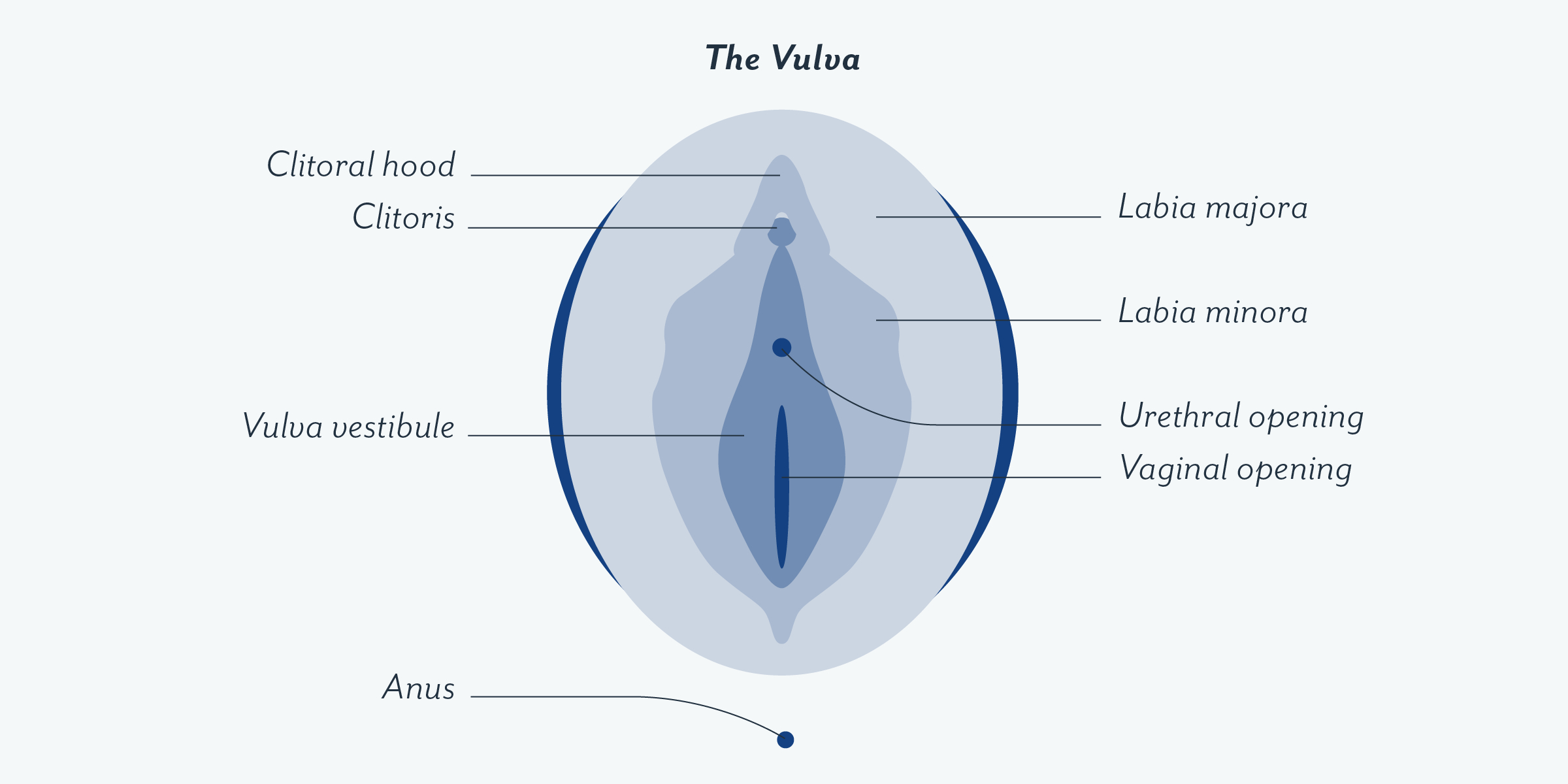 Women's Genitalia Diagram Vaginas 101 Vagina Parts Anatomy And How The Vagina Changes Over Time
