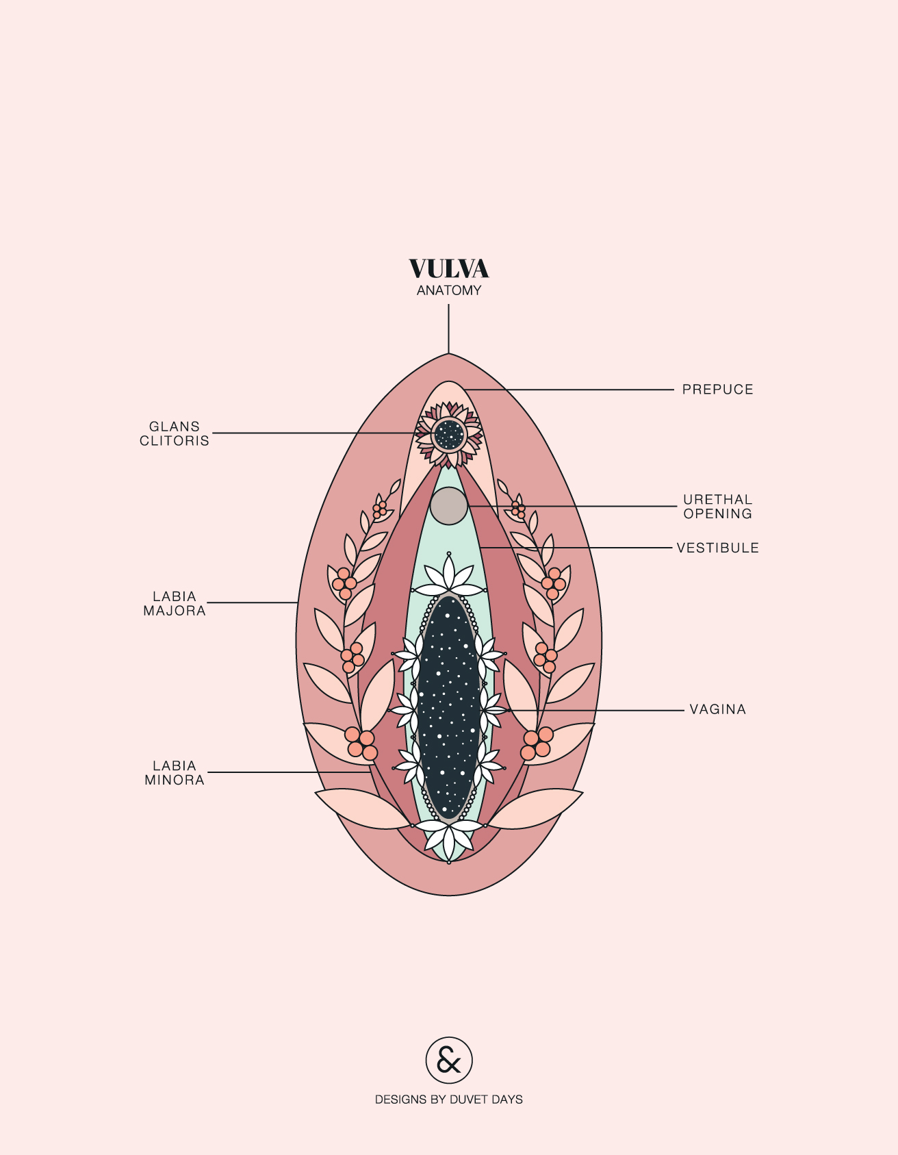 Women's Genitalia Diagram Vulva Anatomy
