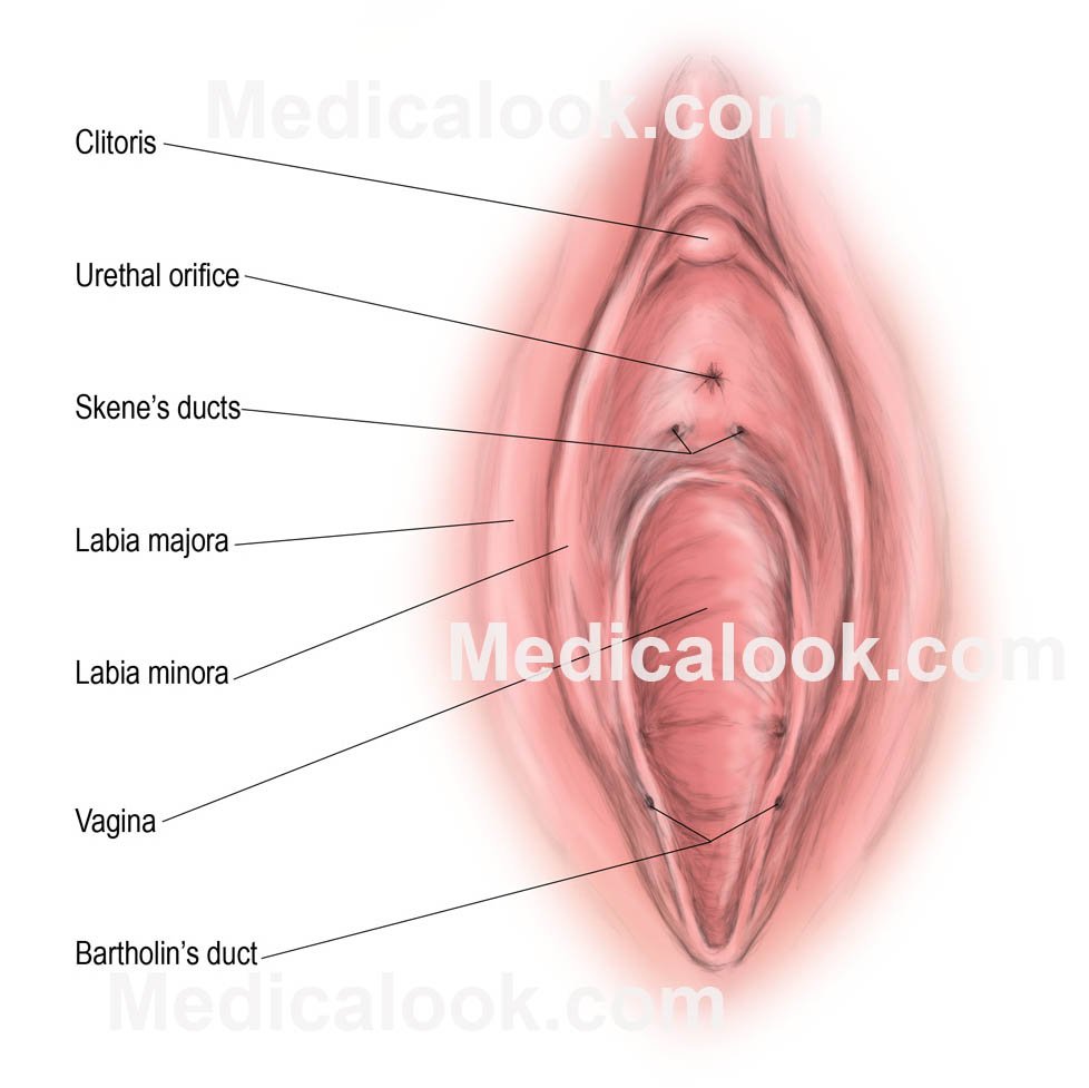 Women's Genitalia Diagram Vulva Human Anatomy Organs
