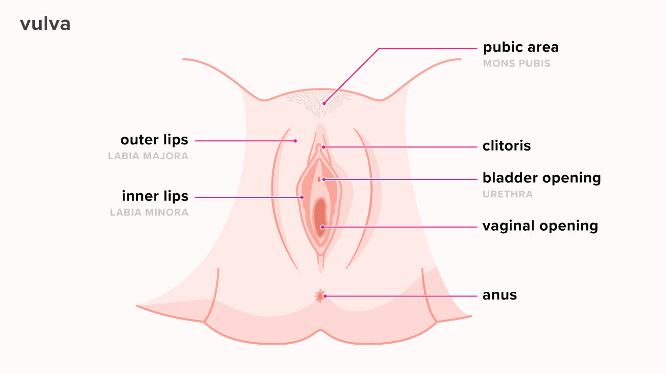Women's Genitalia Diagram What Does The Inside Of A Vagina Look Like Telling If Youre Healthy