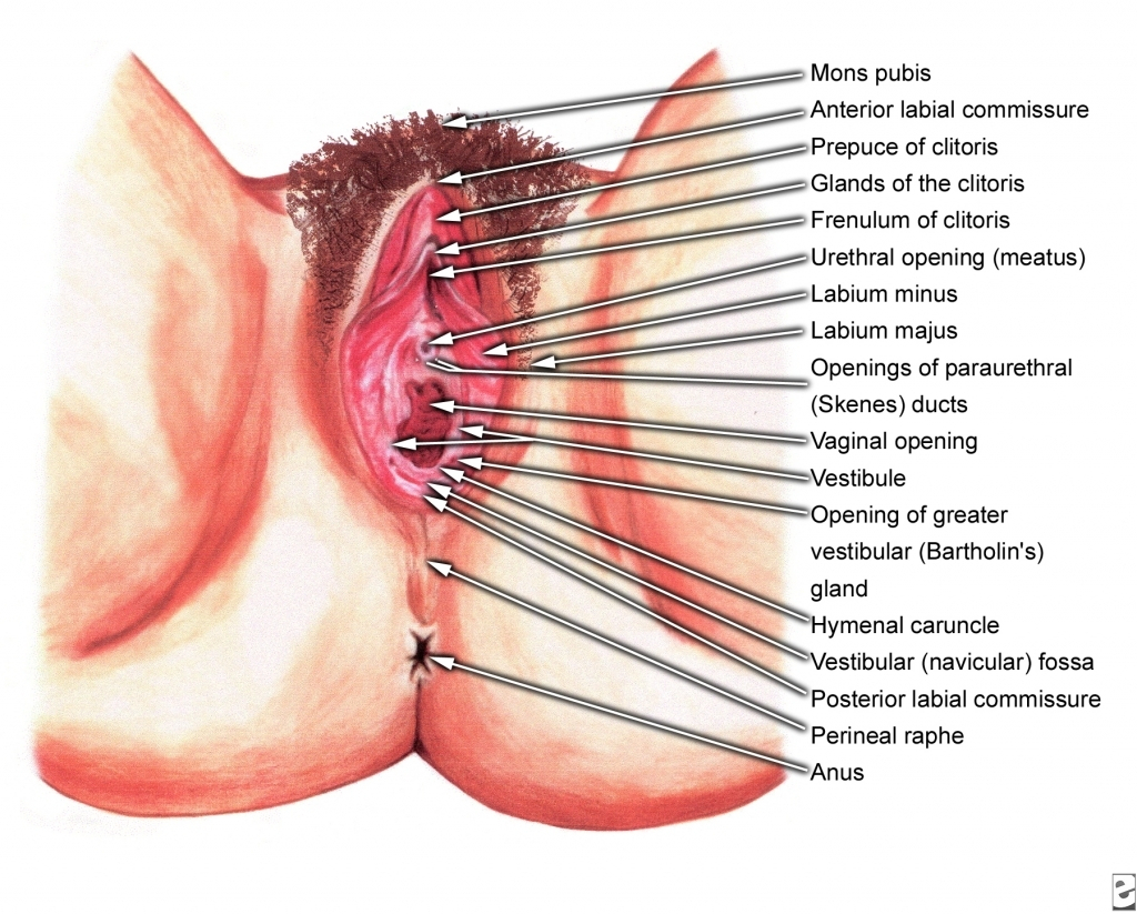 Women's Genitalia Diagram Womens External Reproductive System External Genitalia Of Female